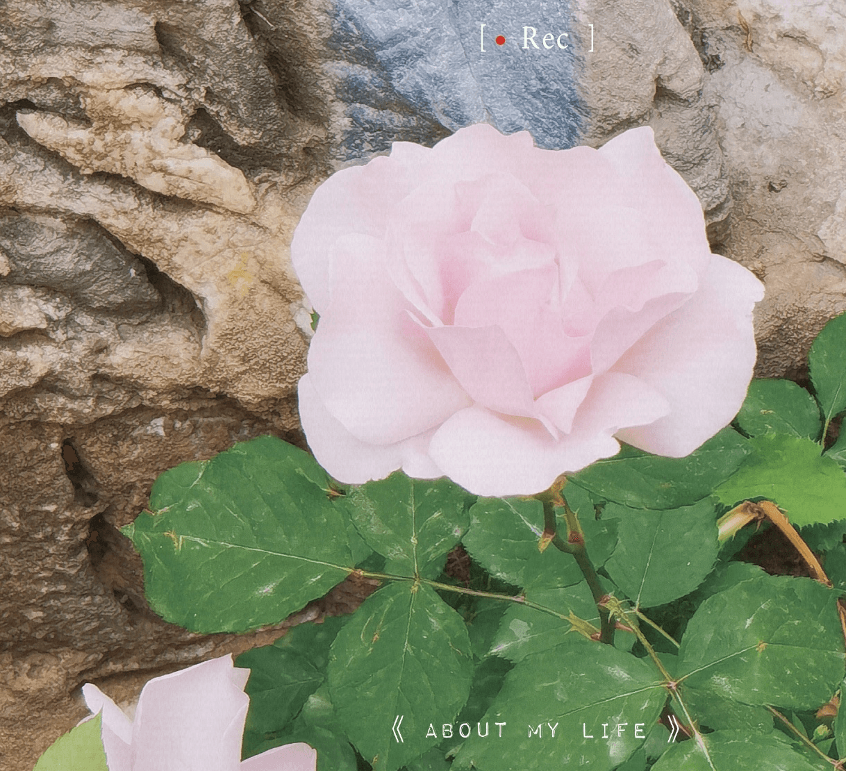 Another flower in everyday life